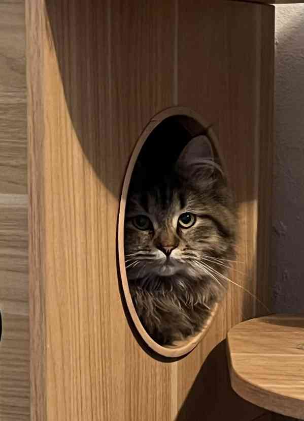 Sibiřská koťátka s průkazem původu  - foto 3