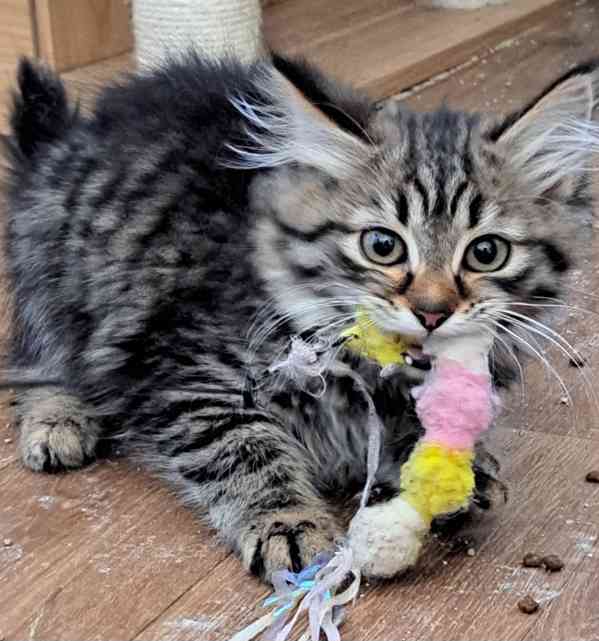 Sibiřská koťátka s průkazem původu  - foto 2