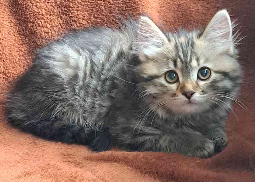 Sibiřská koťátka s průkazem původu  - foto 3