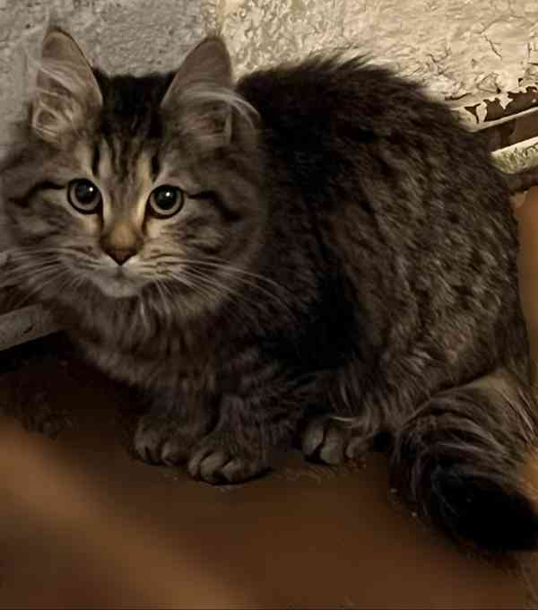 Sibiřská koťátka s průkazem původu  - foto 2