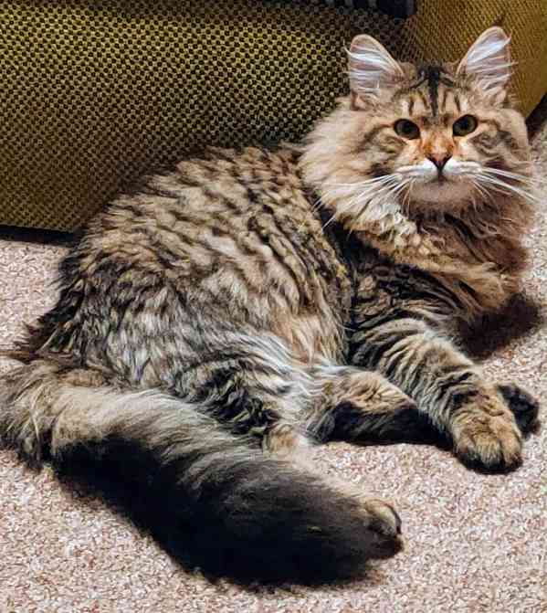 Sibiřská koťátka s průkazem původu  - foto 7