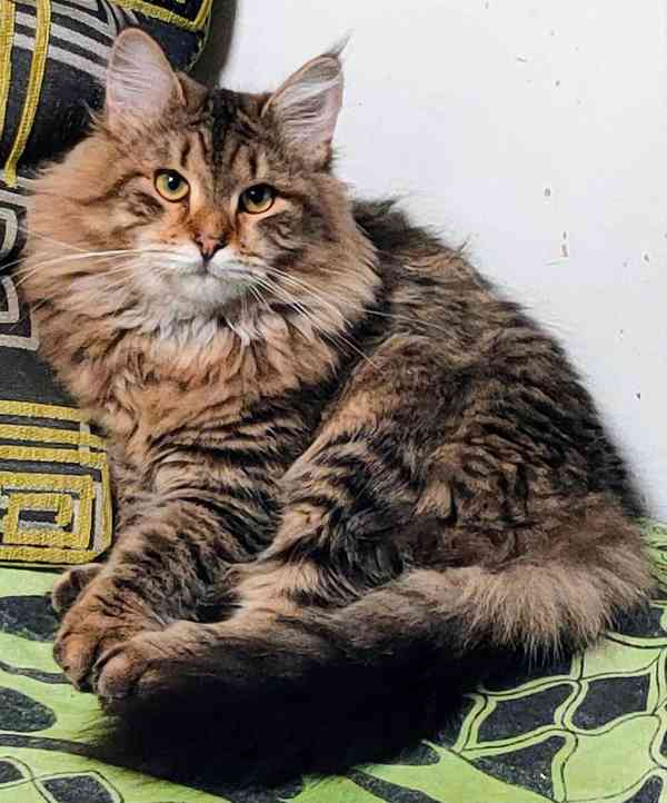 Sibiřská koťátka s průkazem původu  - foto 5