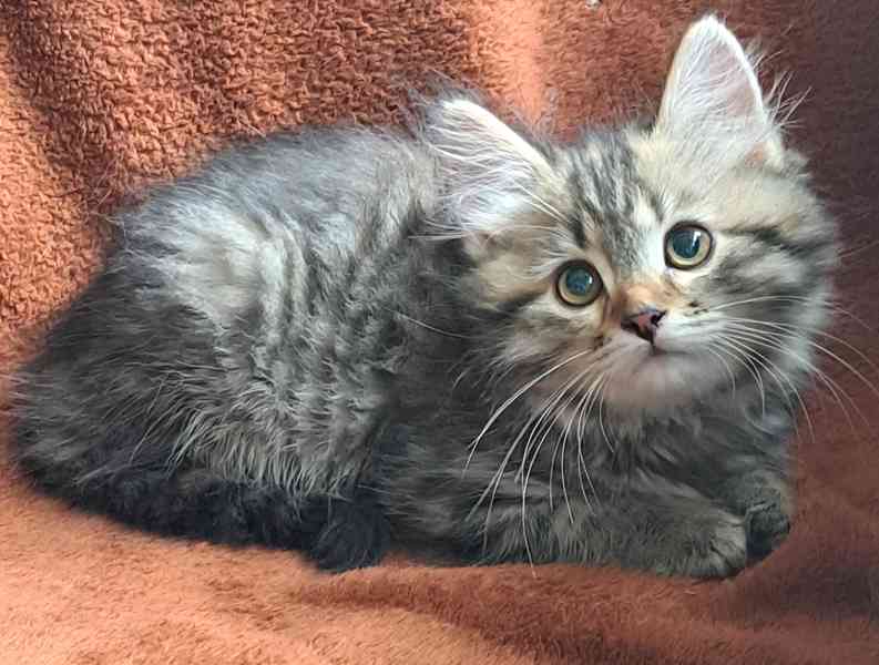 Sibiřská koťátka s průkazem původu  - foto 4