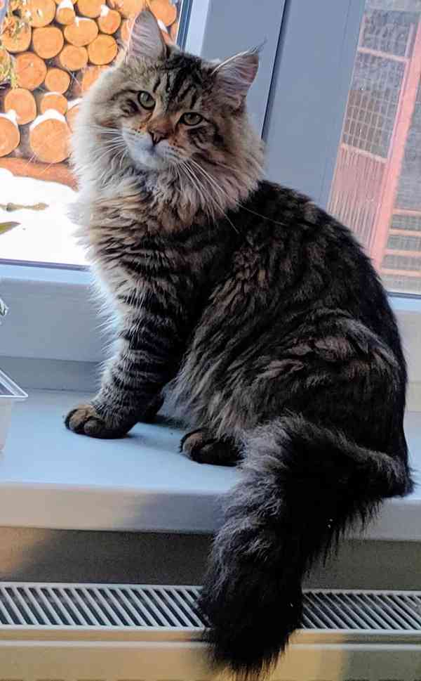 Sibiřská koťátka s průkazem původu  - foto 6