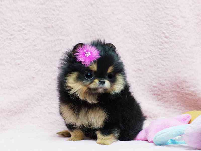 Krásná štěňata pomeranského - foto 1