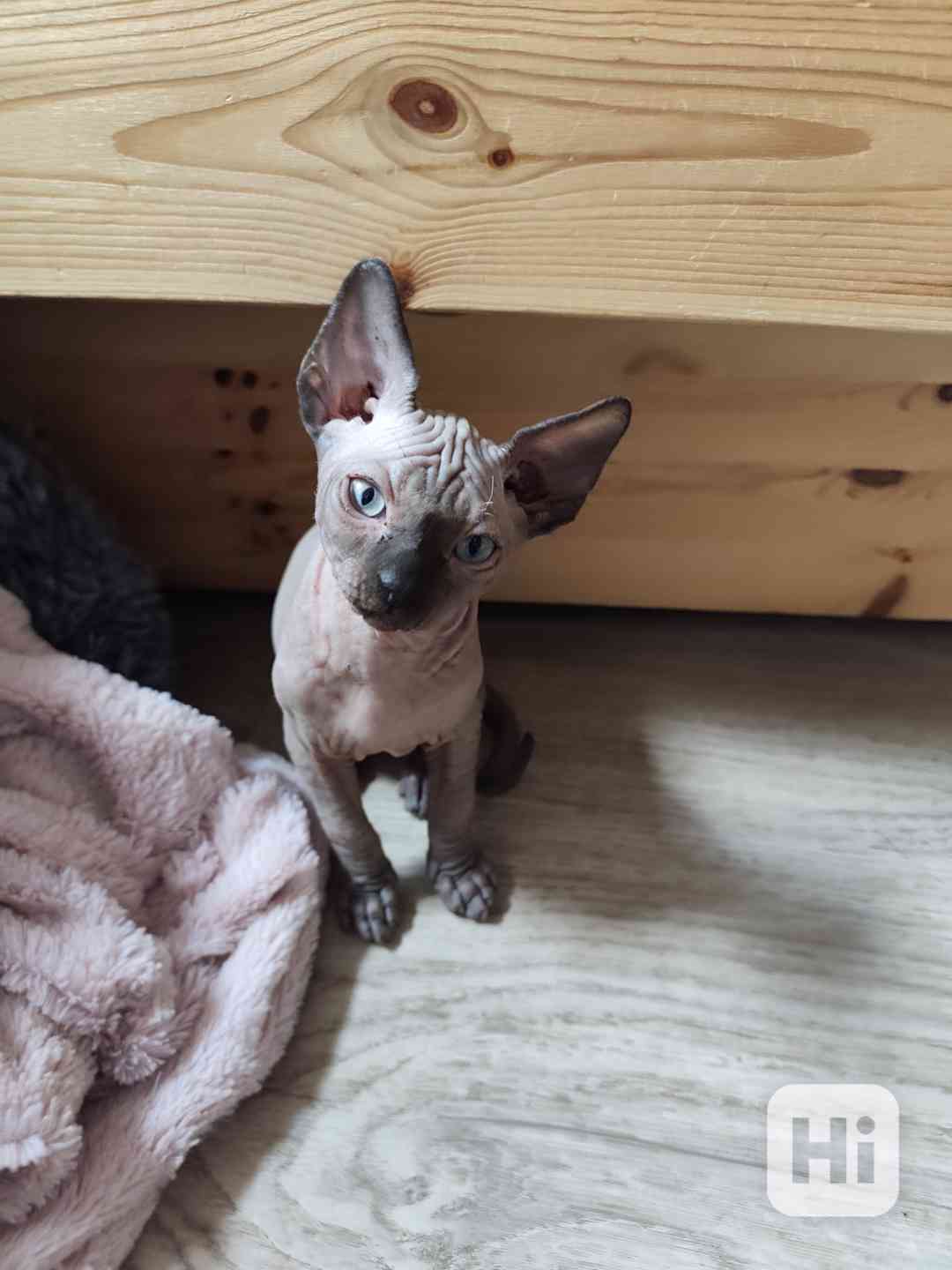 Kanadský Sphynx bez PP - foto 1
