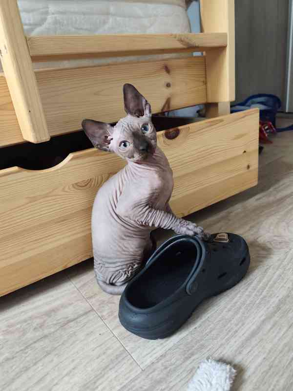 Kanadský Sphynx bez PP - foto 4