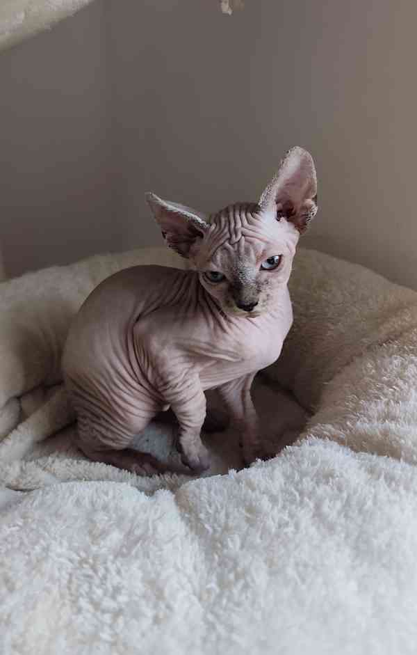 Kanadský Sphynx bez PP - foto 3