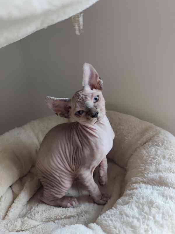 Kanadský Sphynx bez PP - foto 2