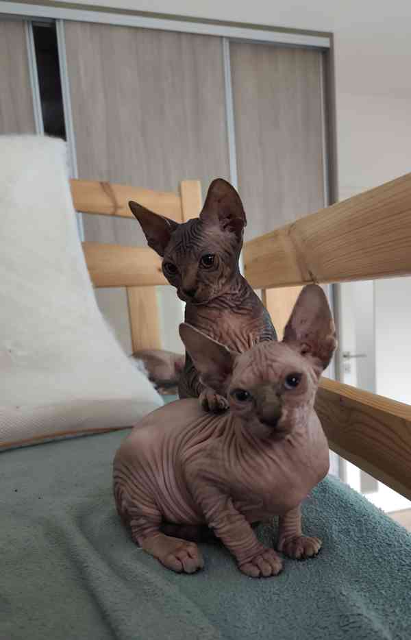 Kanadský Sphynx bez PP - foto 5
