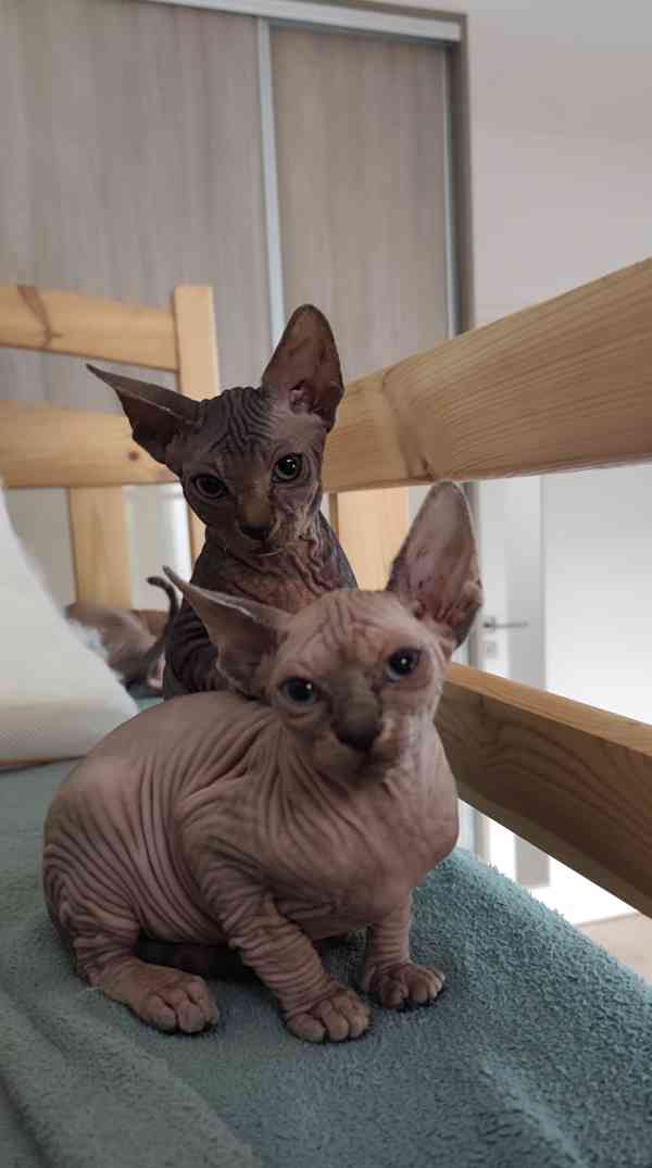 Kanadský Sphynx bez PP - foto 6