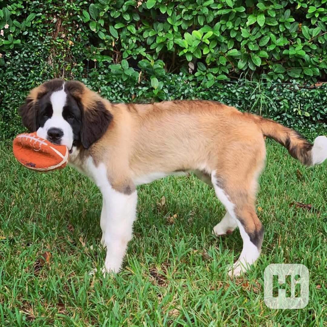 Adoptujte si ho, prosím - foto 1