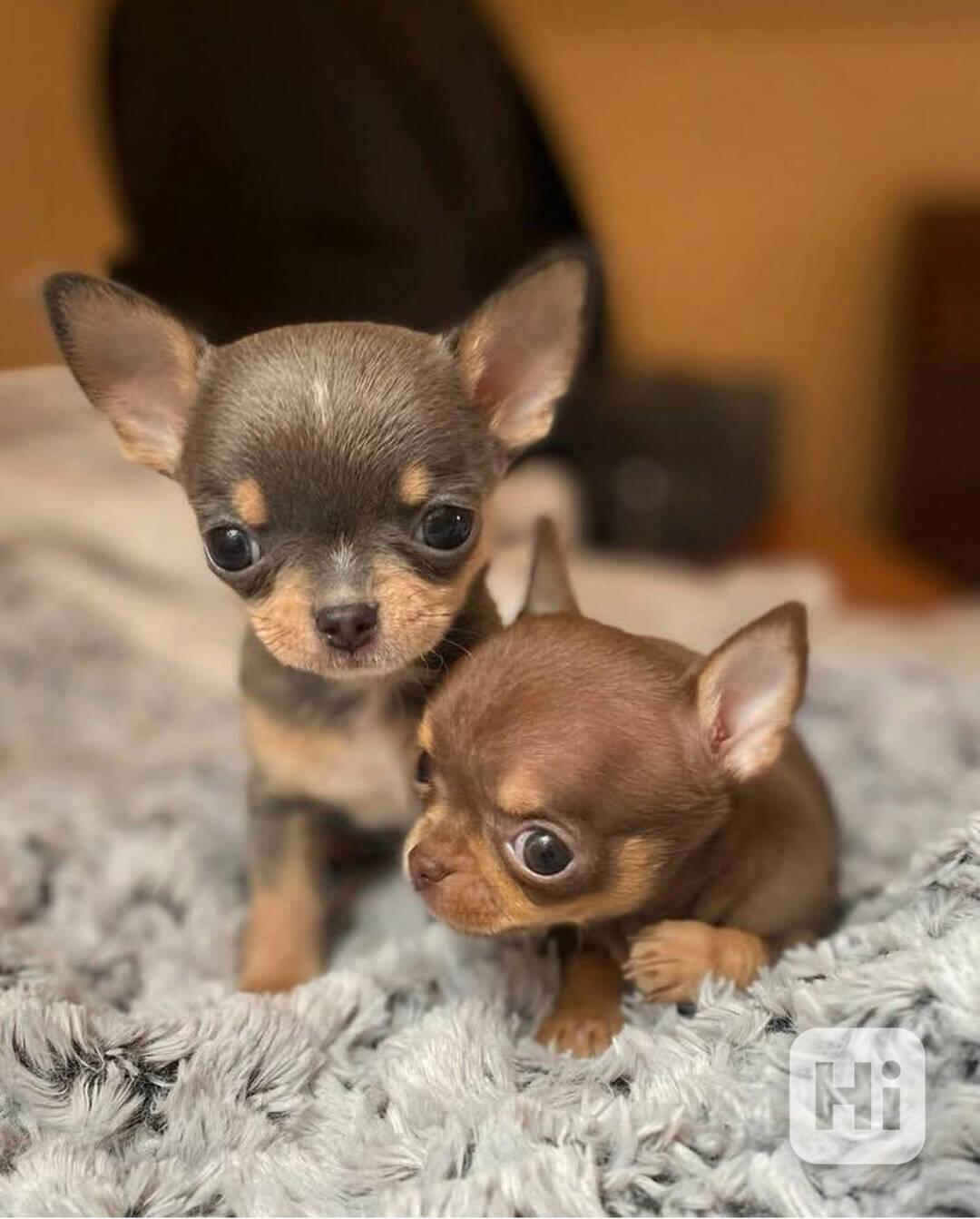  nabízí civavy  štěňata - foto 1