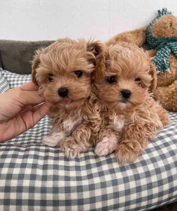 Krásná štěňátka pejska a fenky Maltipoo. - foto 1