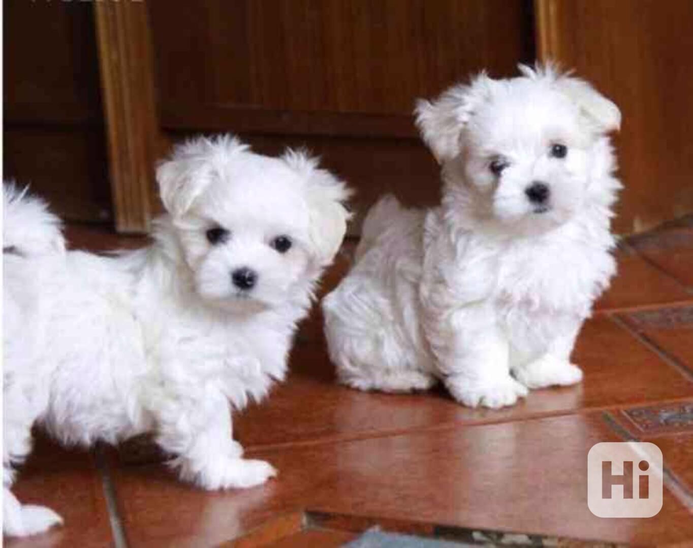 štěňata maltézského psíka - foto 1