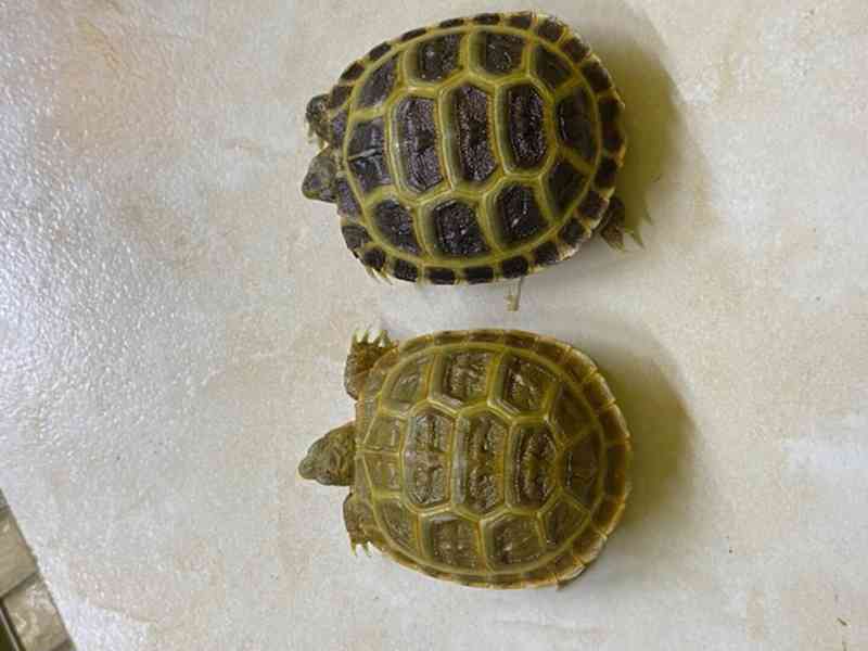 Prodám mláďata suchozemských želv, rozená 2023.  - foto 3