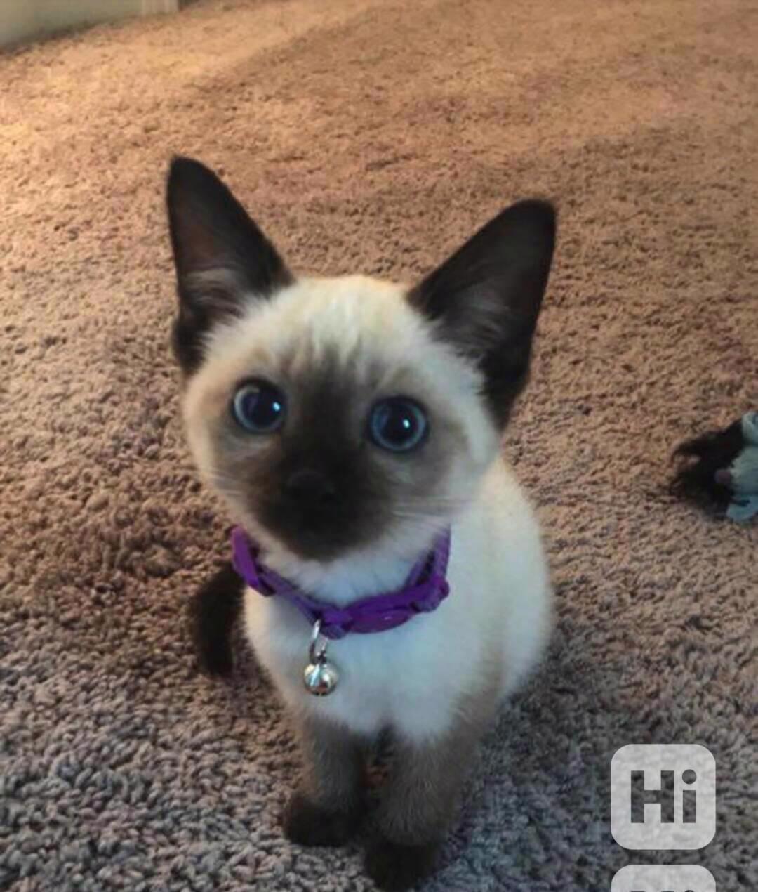 Siamská koťátka k volné adopci , - foto 1