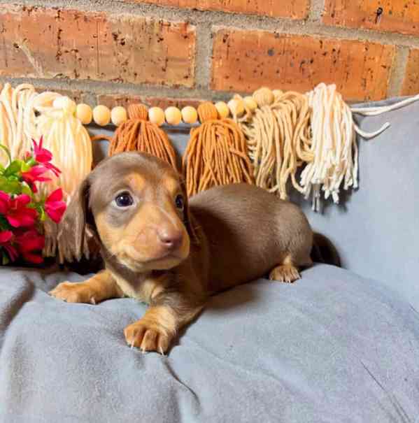 Tato krásná štěňátka jezevčíků - foto 1