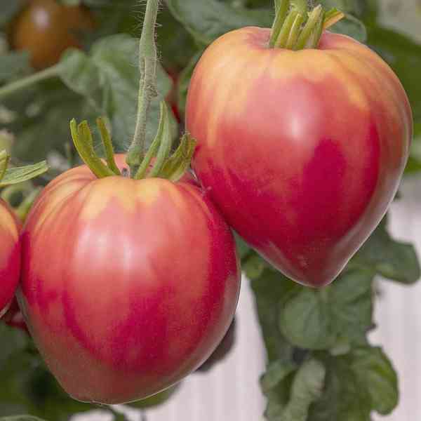 semena rajče typ býčí srdce Herodes - foto 1