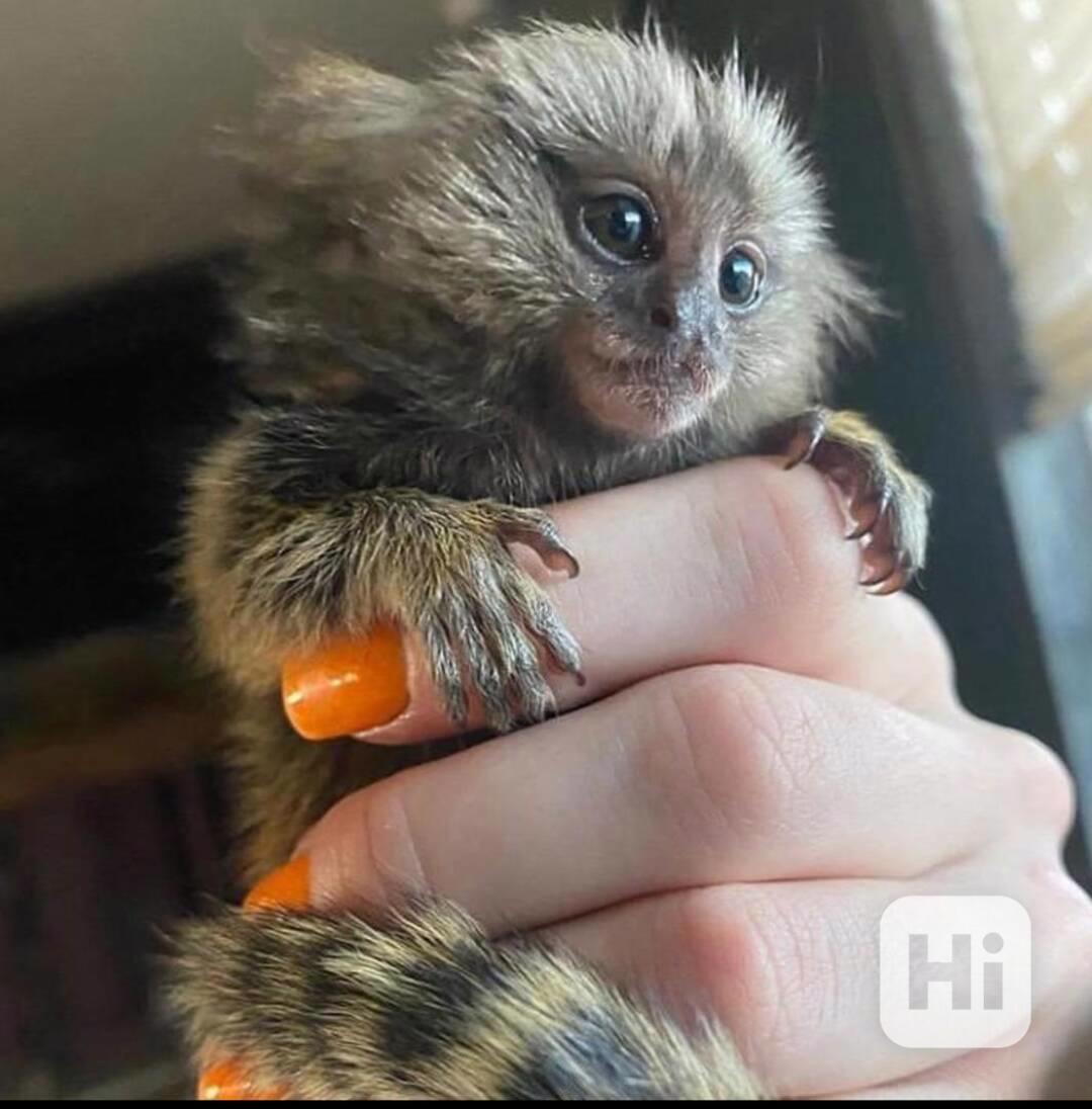 Kosmani vycvičení na plenky pro krásné rodiny - foto 1