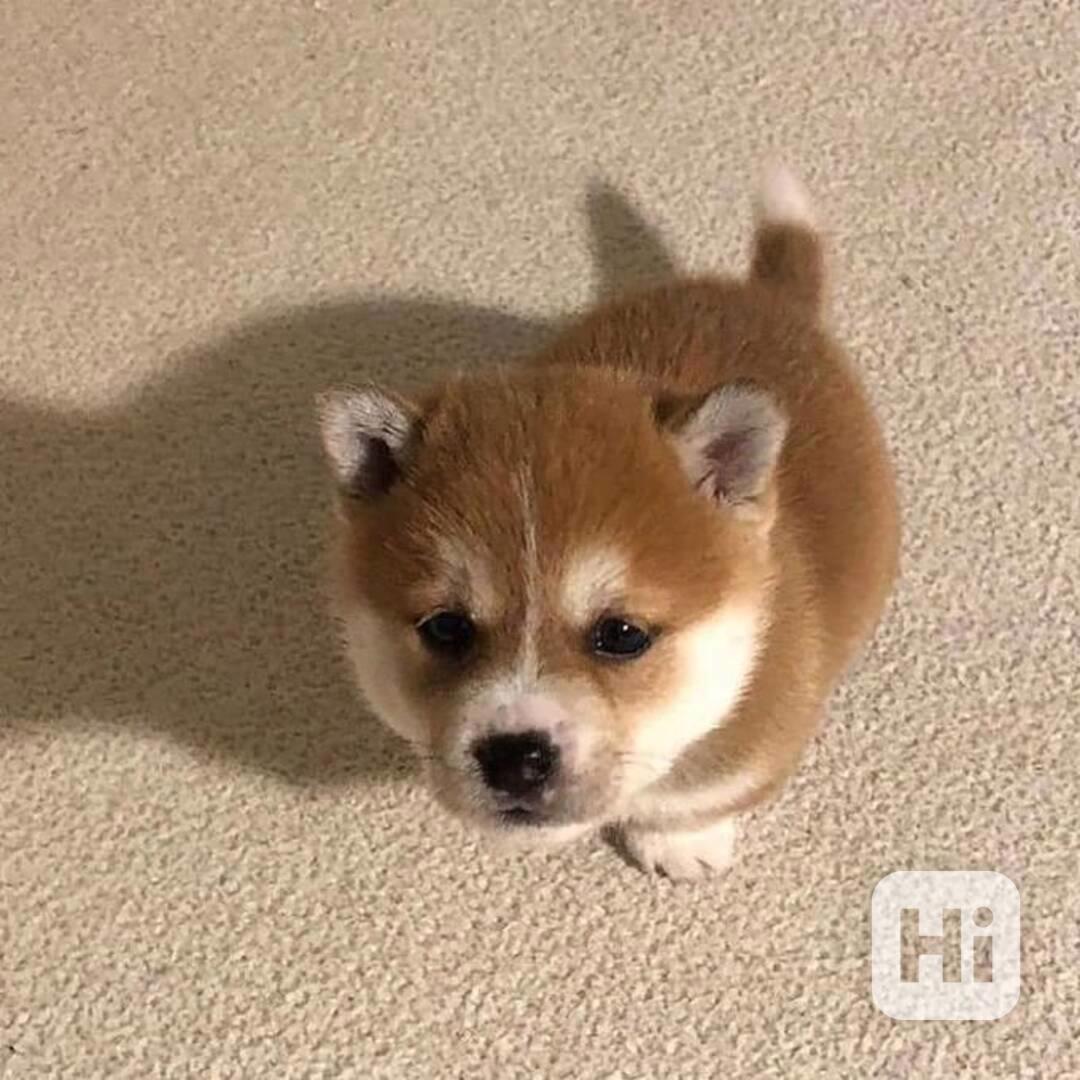 🐾🦊 Štěňata Shiba Inu na prodej! - foto 1