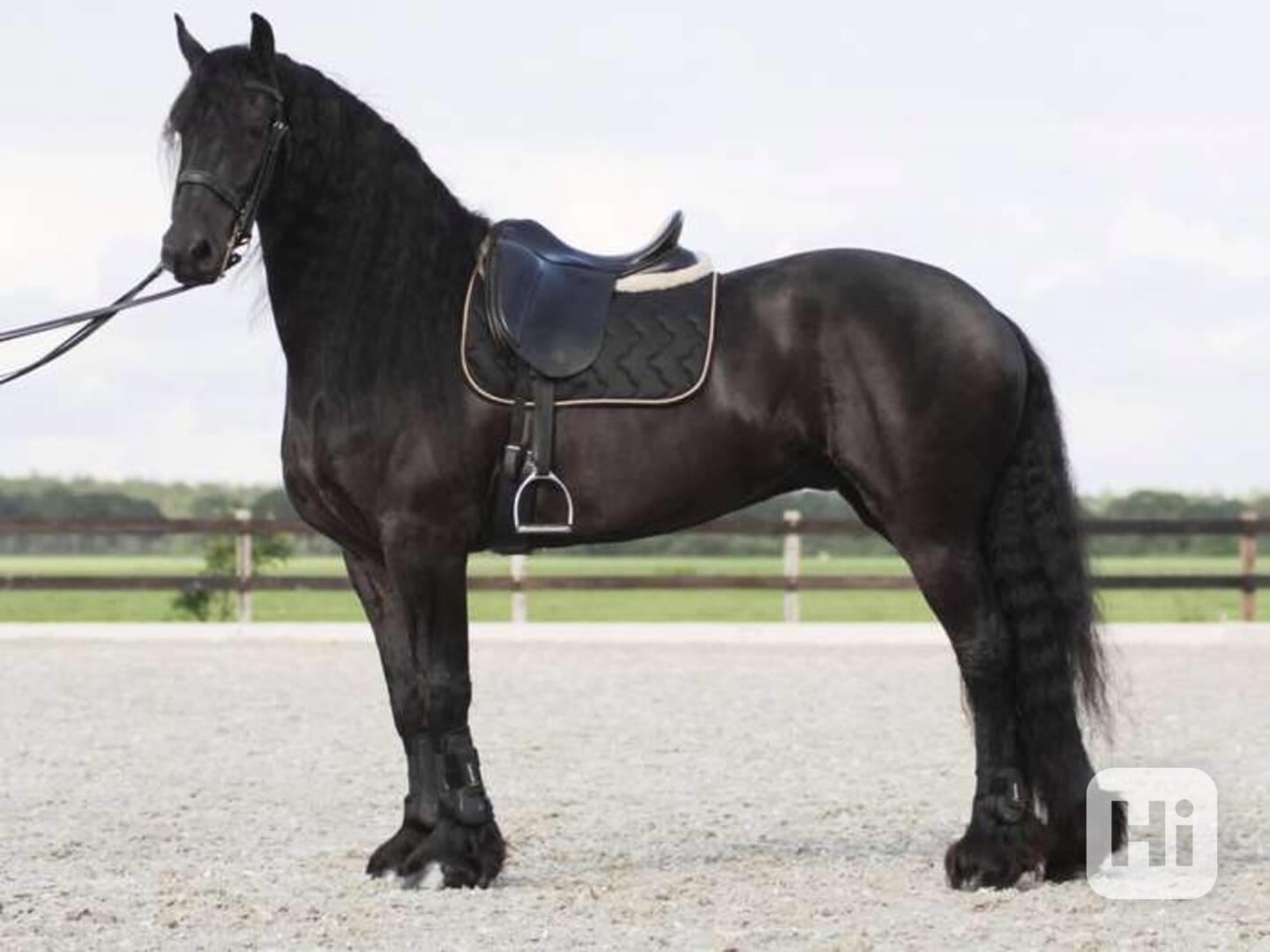 Krásný a bezpečný fríský valach - foto 1