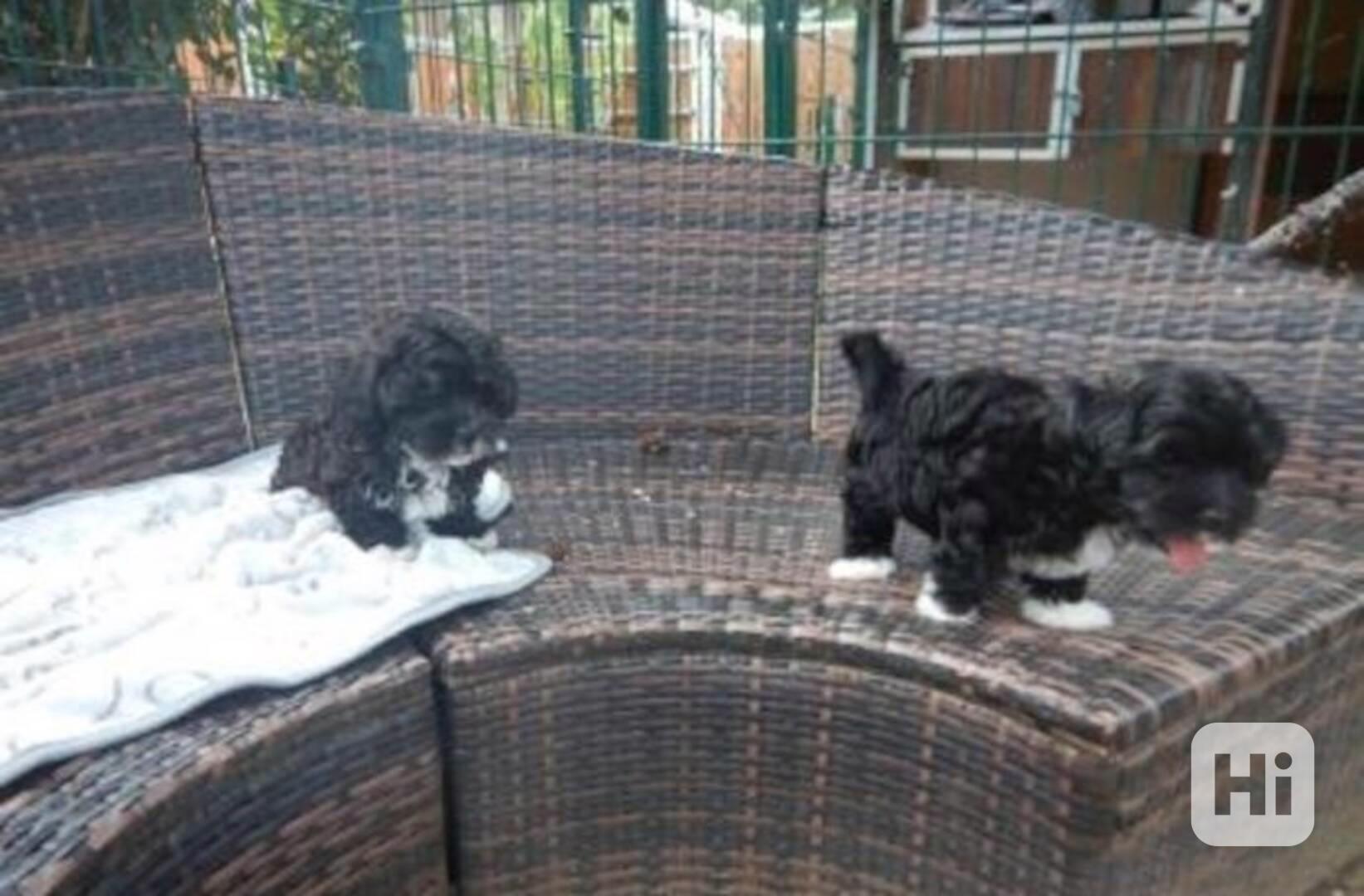 Boloňský psík - foto 1