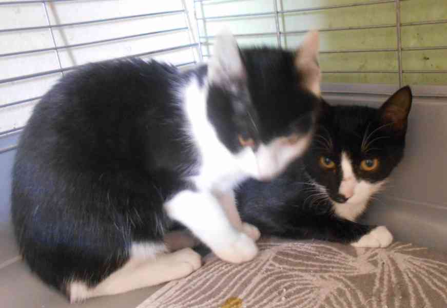 Úžasně mazliví 5měsíční bráškové Body a Doyle - foto 12