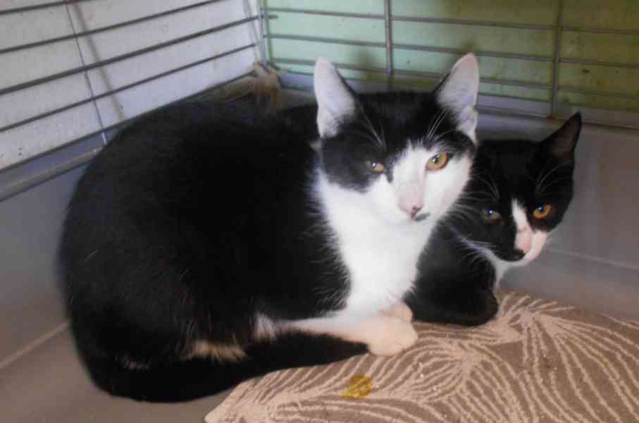 Úžasně mazliví 5měsíční bráškové Body a Doyle - foto 4