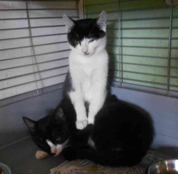 Úžasně mazliví 5měsíční bráškové Body a Doyle - foto 6