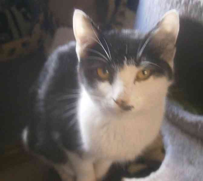 Úžasně mazliví 5měsíční bráškové Body a Doyle - foto 7