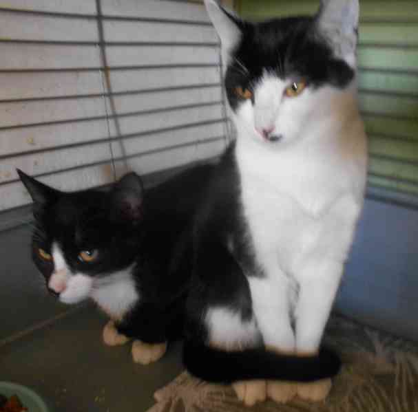 Úžasně mazliví 5měsíční bráškové Body a Doyle - foto 8