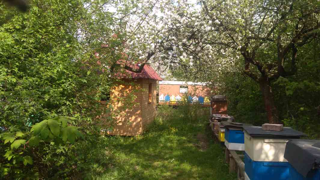 Vyzimovaná včelstva