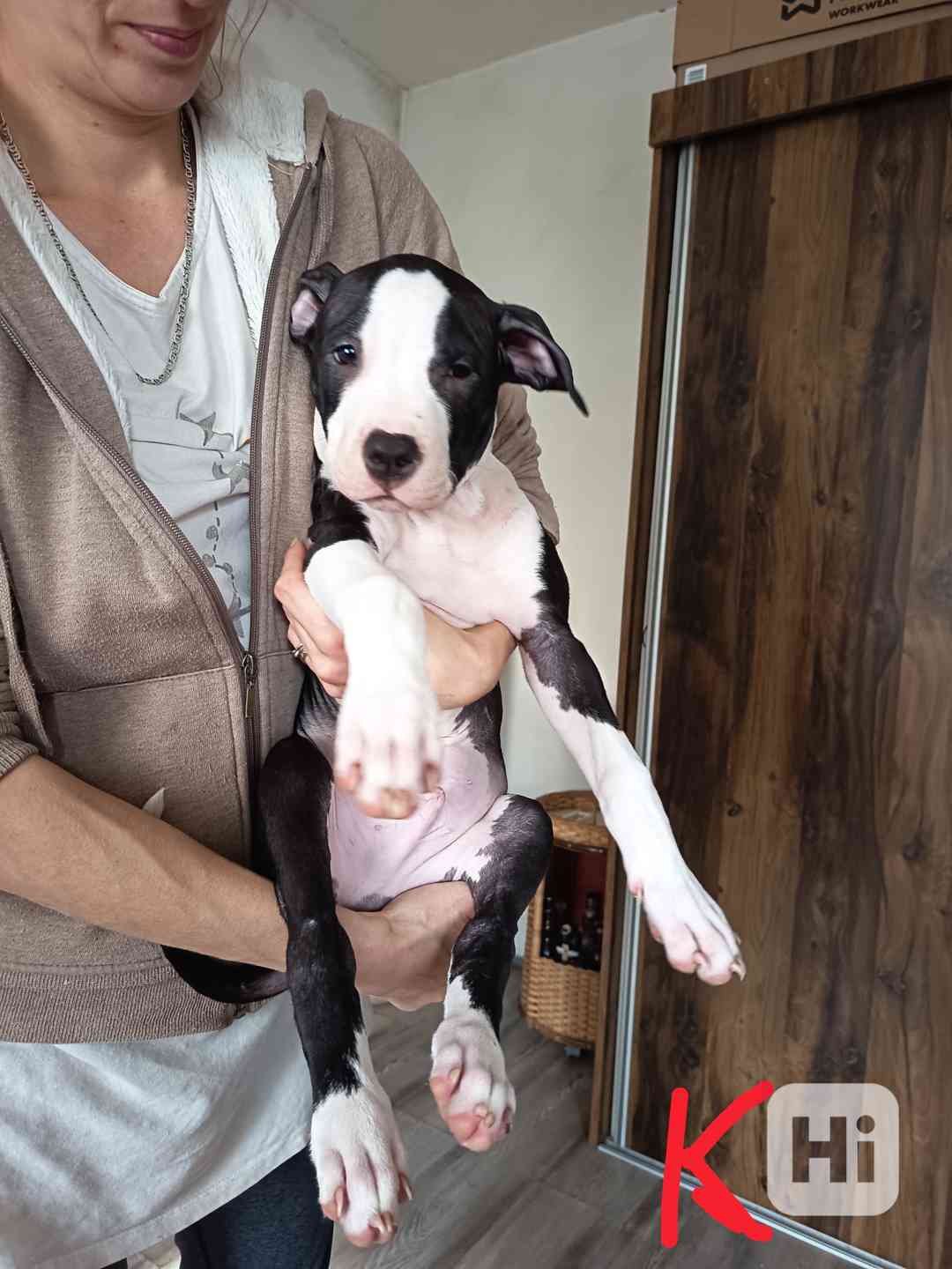 Prodám štěňata Pitbull bez pp  - foto 1