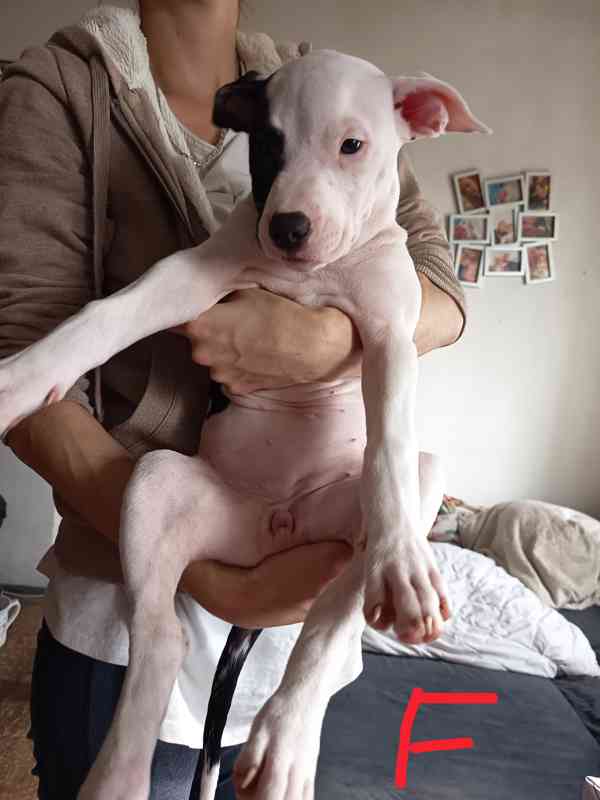 Prodám štěňata Pitbull bez pp  - foto 3
