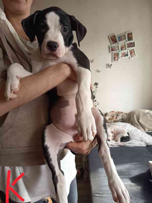 Prodám štěňata Pitbull bez pp  - foto 4