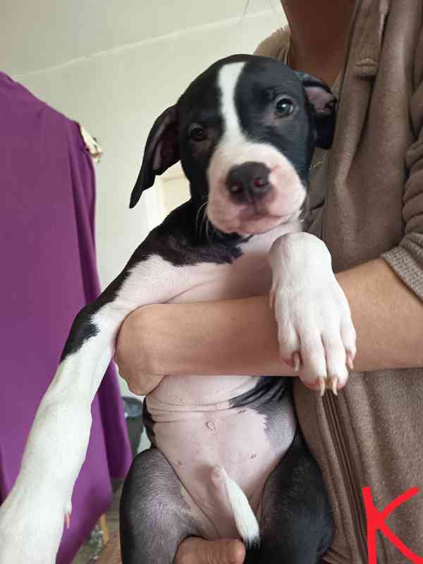 Prodám štěňata Pitbull bez pp  - foto 5