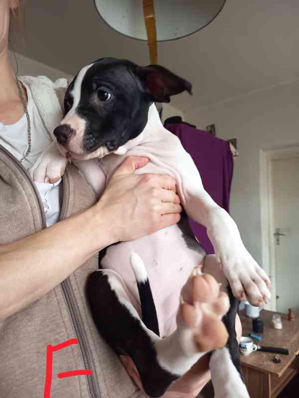 Prodám štěňata Pitbull bez pp  - foto 2