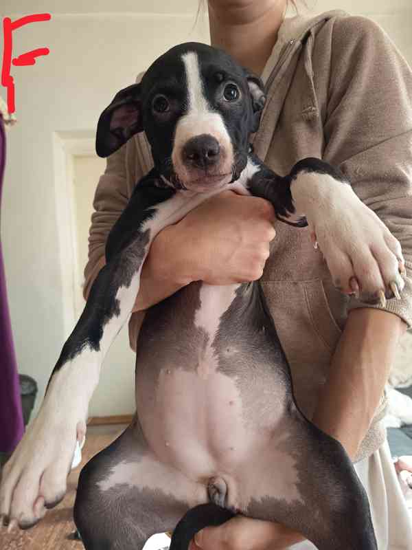 Prodám štěňata Pitbull bez pp  - foto 6