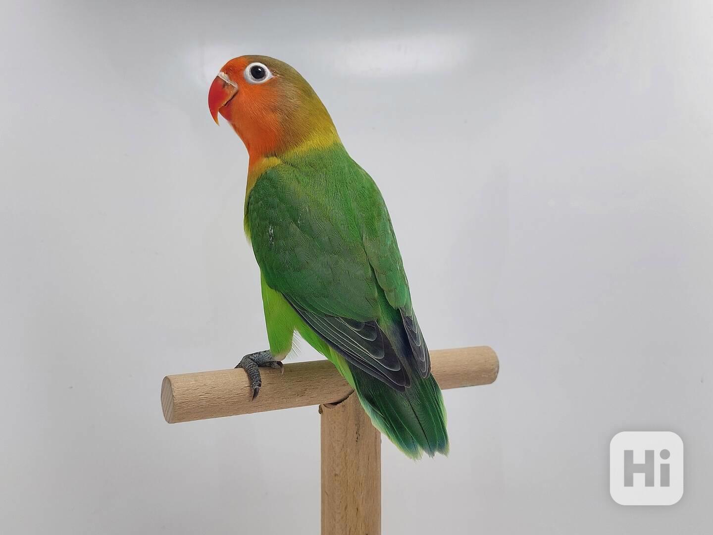 Agapornis fischeri - foto 1