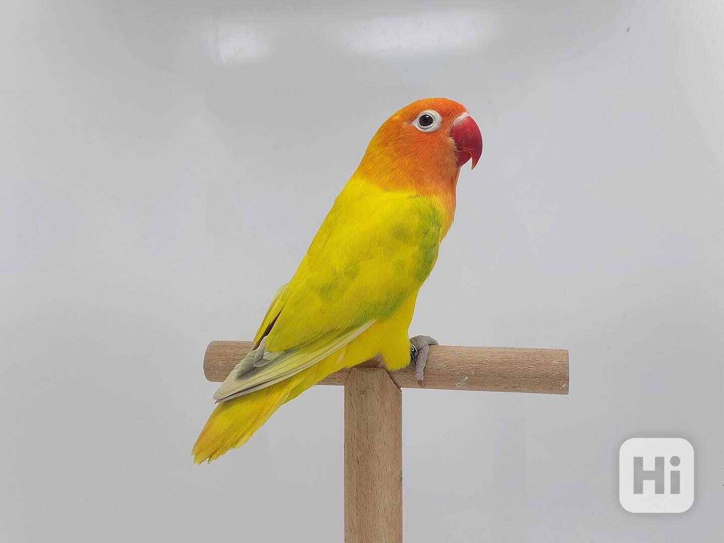 Agapornis fischeri - foto 1