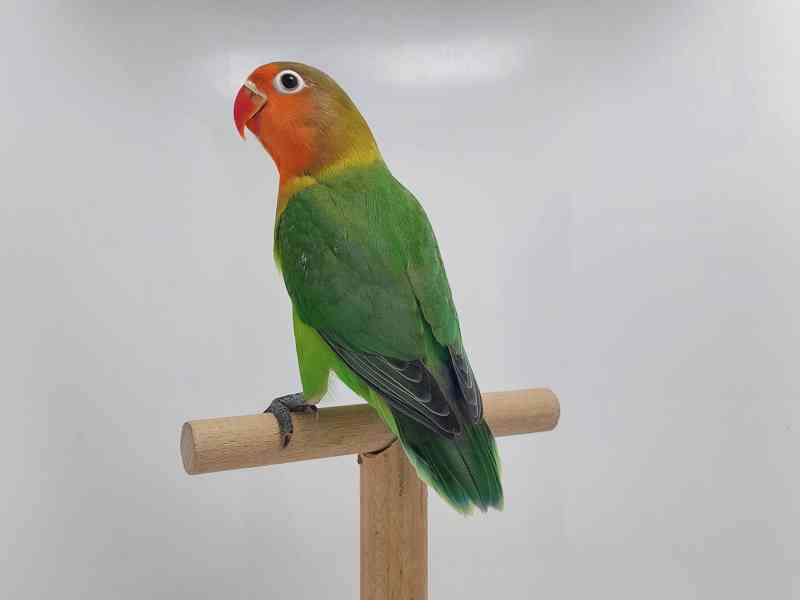 Agapornis fischeri - foto 7