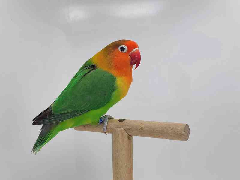Agapornis fischeri - foto 5