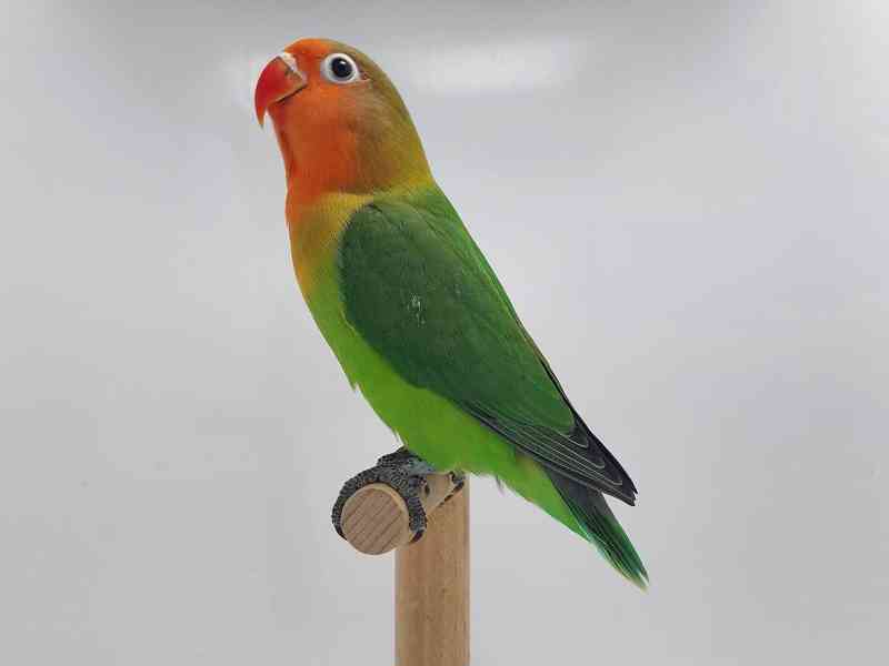 Agapornis fischeri - foto 6