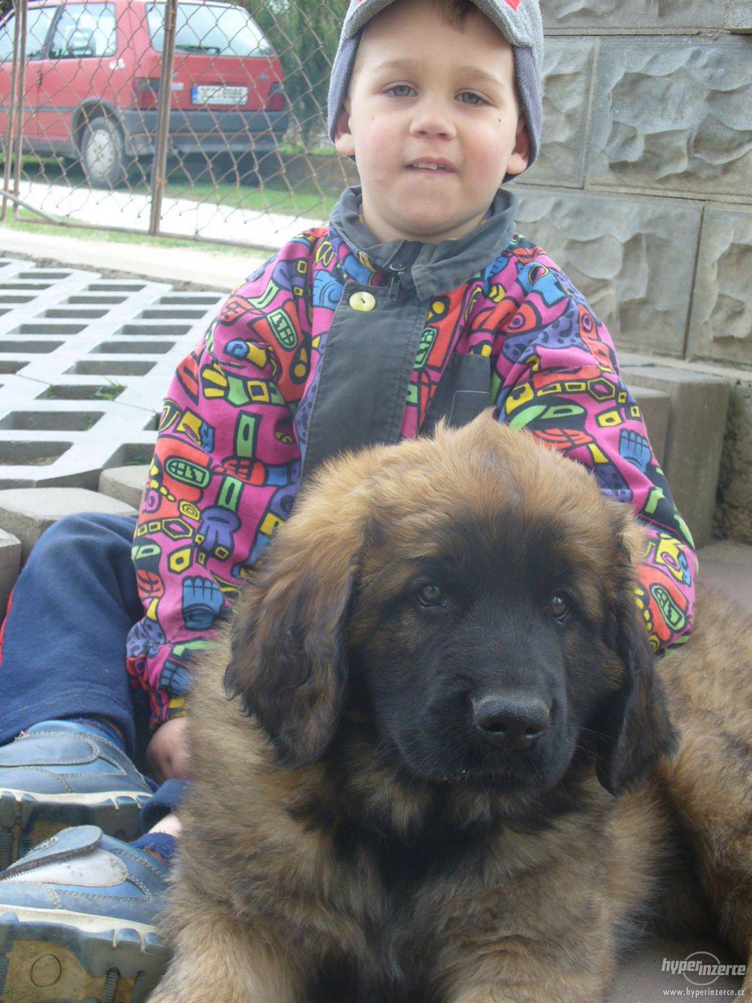 LEONBERGER s PP - k odběru  IHNED - foto 1