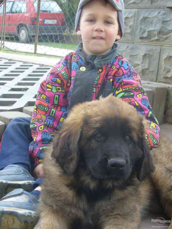 LEONBERGER s PP - k odběru  IHNED - foto 1