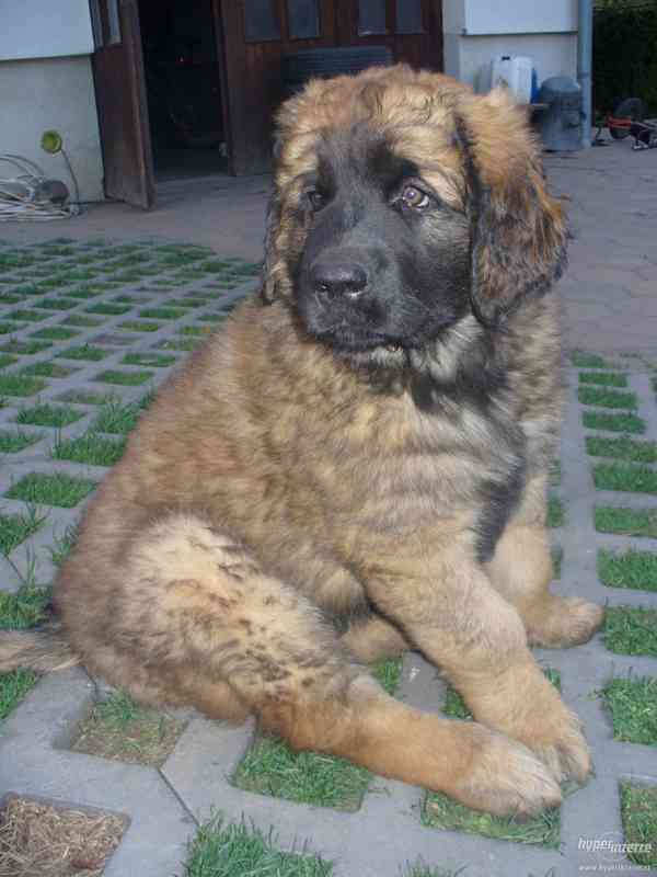 LEONBERGER s PP - k odběru  IHNED - foto 2