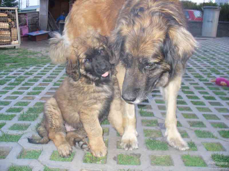 LEONBERGER s PP - k odběru  IHNED - foto 3