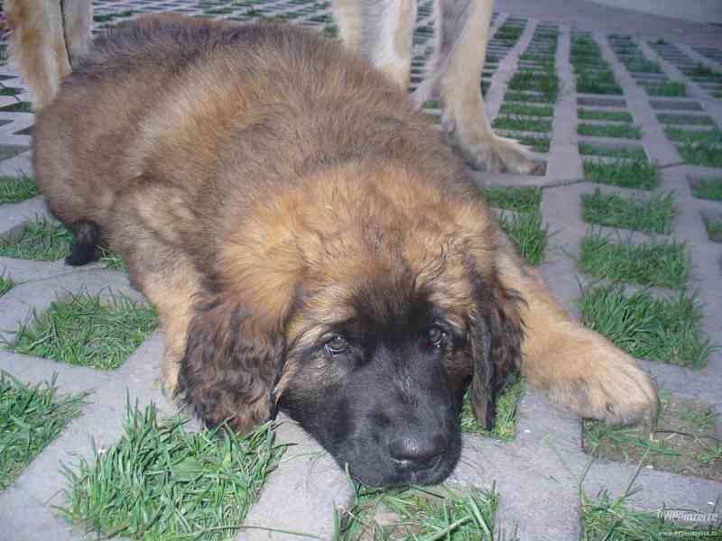 LEONBERGER s PP - k odběru  IHNED - foto 4