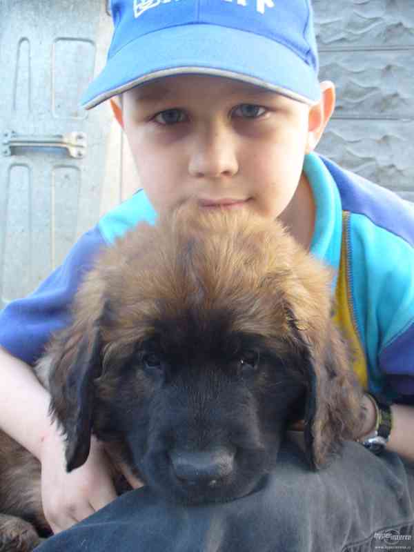 LEONBERGER s PP - k odběru  IHNED - foto 5
